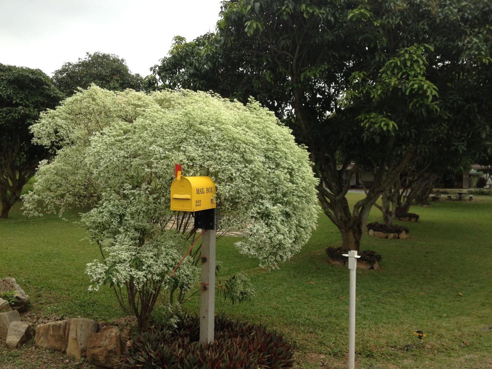 Jardin De Mangue Pakchong Hotel Eksteriør billede